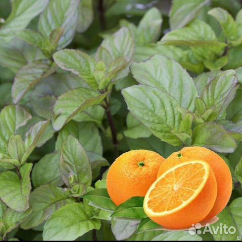 Черенки Мяты