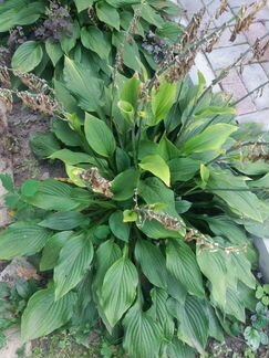 Хоста, очиток, ирисы