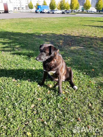 Ищем дом для молодой собаки