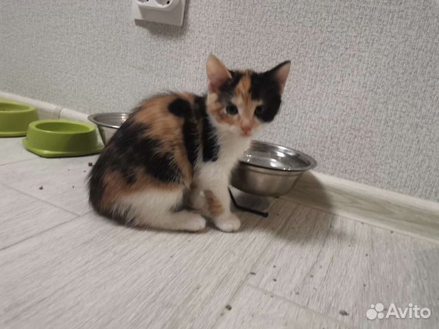 Авто брянск котята