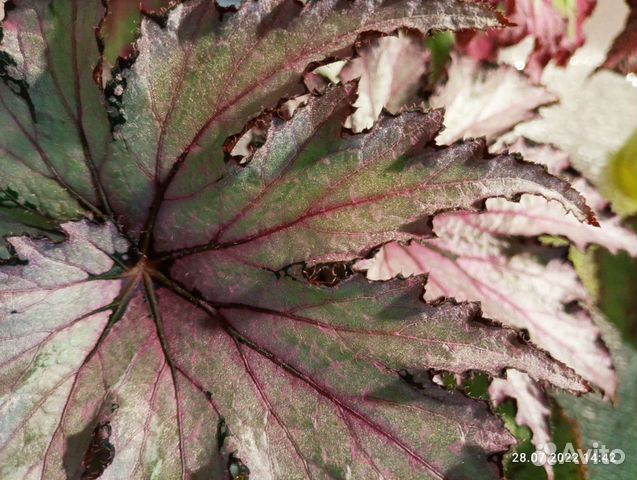 Бегонии коллекция более100 сортов