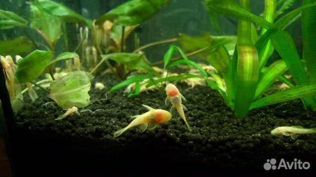 Сомики желтые золотые альбиносы и красные креветки