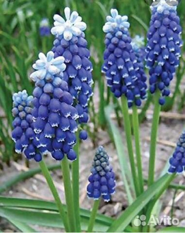 Тюльпаны, мускари,аквилегия, лилии луковицы