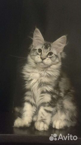 Крупная кошечка