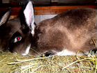 Мини-ферма. Кролики Рекс,большой выбор окрасов объявление продам