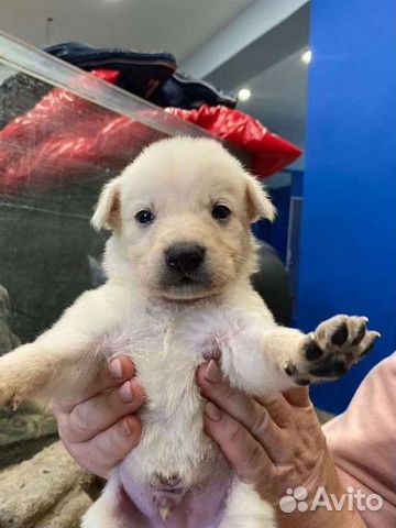 Щенок в добрые руки бесплатно 1 месяц