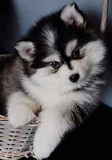 Померанский шпиц и хаски. Мини хаски помски. Помски мини аусси. Помски спб. Хаски помски.