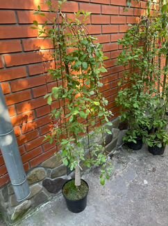 Верба штамб