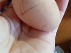 Инкубационное яйцо Джерсийский гигант