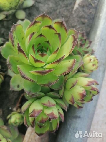 Люпин. Брунера. Ландыш. Молодило.Цветы многолетние