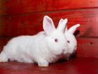 Новозеландские Белые Кролики (нзб) объявление продам