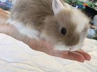 Кролики ангорские объявление продам