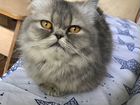 Вязка персидская кошка объявление продам