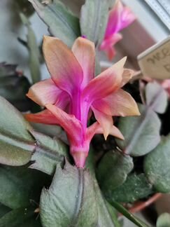 Декабрист жёлтый, шлюмбергера, зигокактус