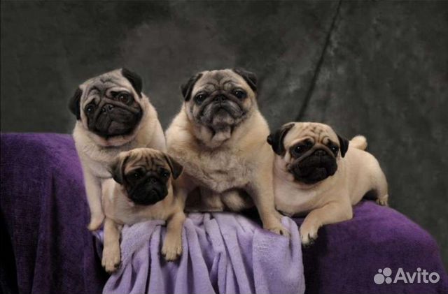 Инструктор по вязке собак