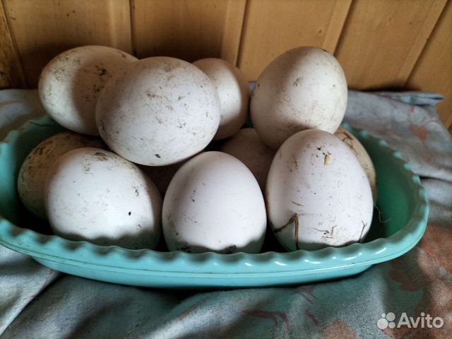 Воронежская обл Богучарский р-н яйца гусиные купить. Купить гусиное яйцо на авито