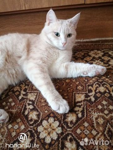 Кошки коты в добрые руки