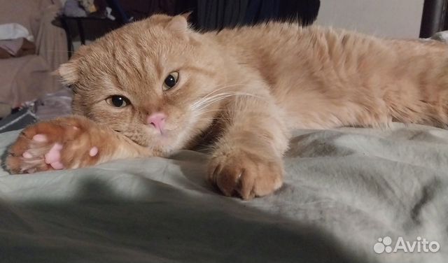 Шотландский кот вязка