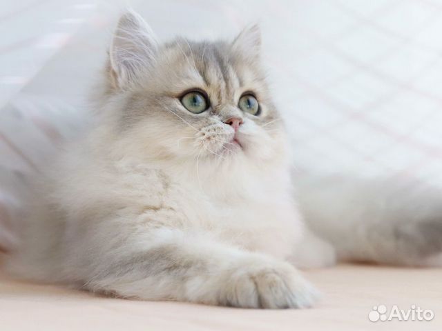 Британская длинношерстная голубое золото