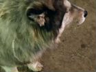 Аляскинский маламут возможно потеряшка объявление продам