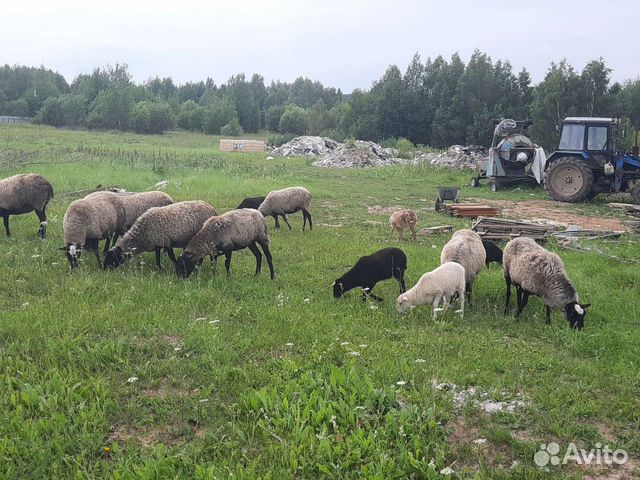 Романовские овцы племенные