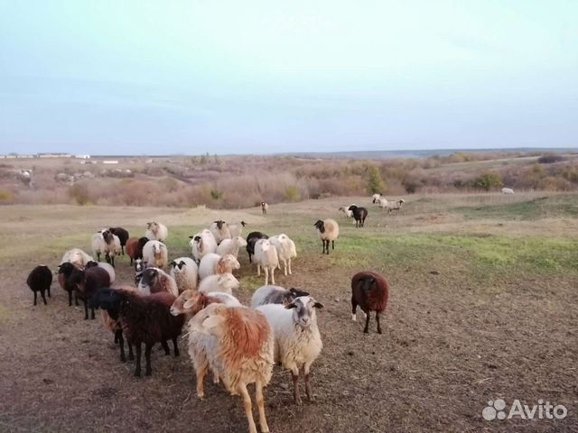 Овцы бараны ягнята ярки поголовно и оптом