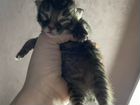 Котята от мамы мейн-кун бесплатно объявление продам