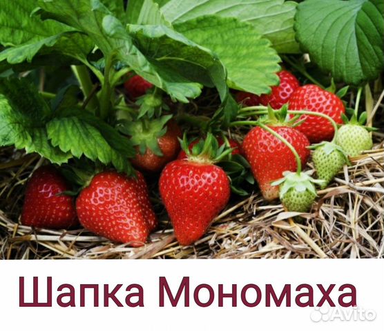 Рассада крупноплодной клубники