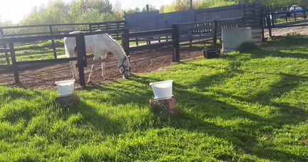 Конный клуб приглашает на постой