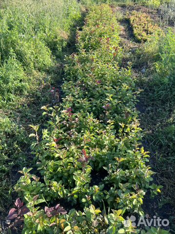 Сеянцы Яблони Недзвецкого саженцы Декоратив