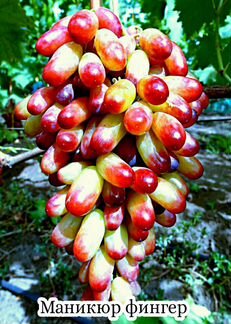 Черенки винограда столовых сортов