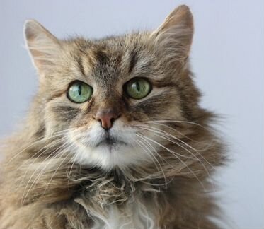 Кошка Марфа