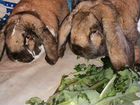 Кролики Французский Баран 7 мес