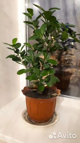 Комнатное растение