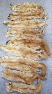 Шкурки хорька