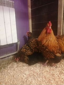 Инкубационное яйцо, цыплята кохинхин и орпингтон
