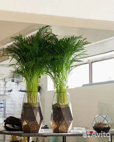 Пальма в кашпо