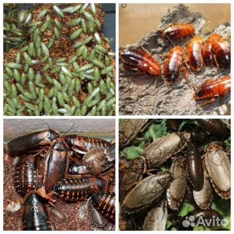 Кормовые насекомые