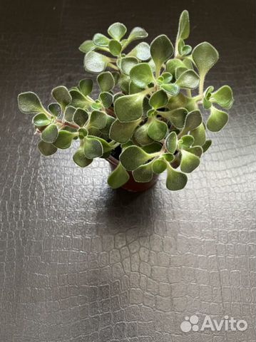 Дерево любви (Аихризон)