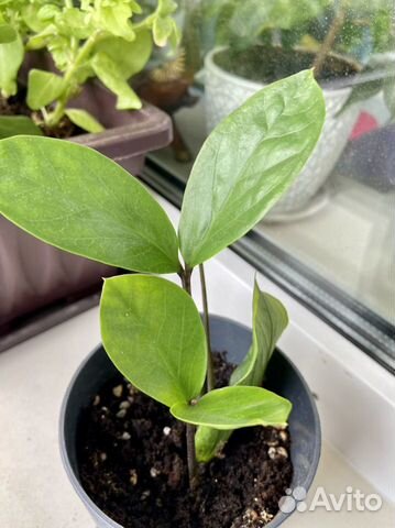 Замиокулькас, Фикусы, Алоэ и др комнатные растения