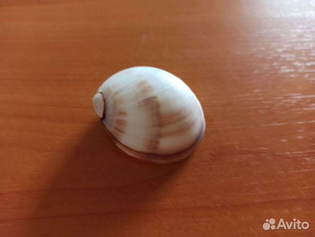 Морская раковина