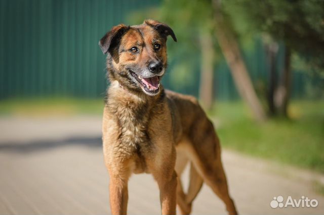 Собака Верта