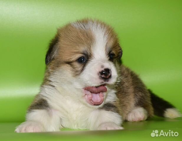 Высокопородные щенки вельш корги пемброк