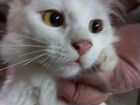 Продаем белого котенка Курильского бобтейла в разв объявление продам