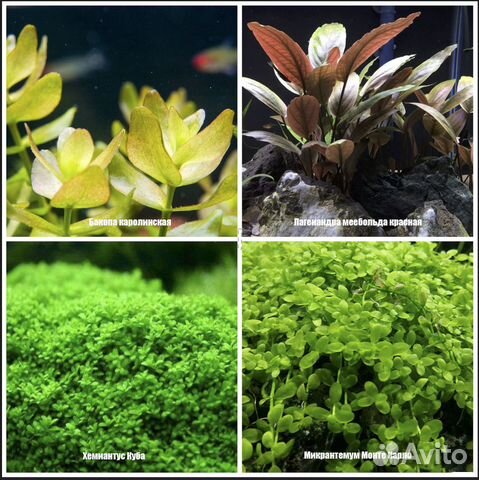 Аквариумные растения