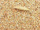 Зерно/пшеница