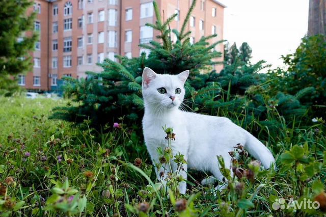 Шотландская серебристая шиншилла фото