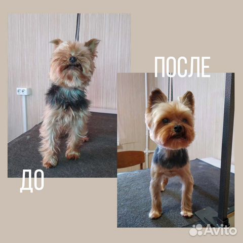 Груминг собак и кошек, чистка зубов