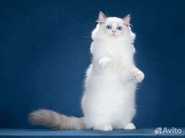 Кот Рэгдолл