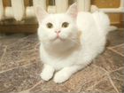 Кошка белая в дар объявление продам